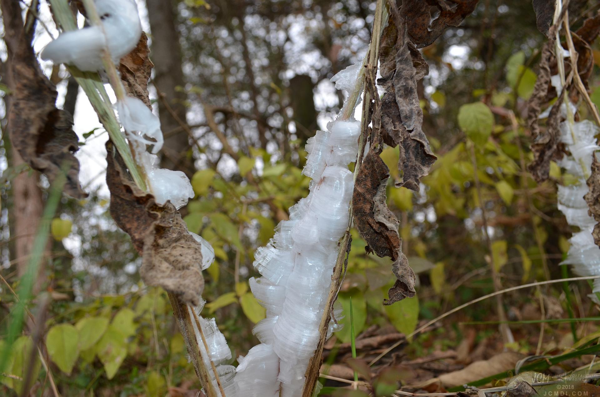 Ice flowers (freezing water slowly-oozed from plant stems, TN)